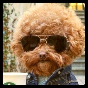 Meet your Posher, Sam